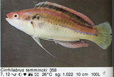 Cirrhilabrus temmincki